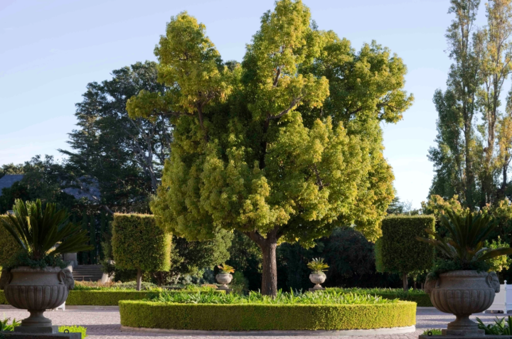 Carolands entrance - gorgeous tree with shurbs around it. blue sky