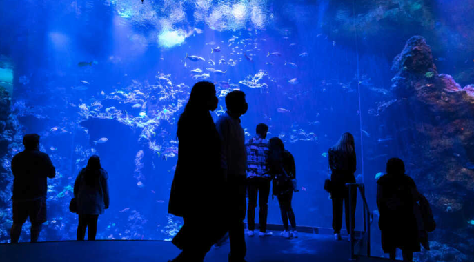 California Academy of Sciences Holiday activities Bay Area. Will you find Santa Claus too?