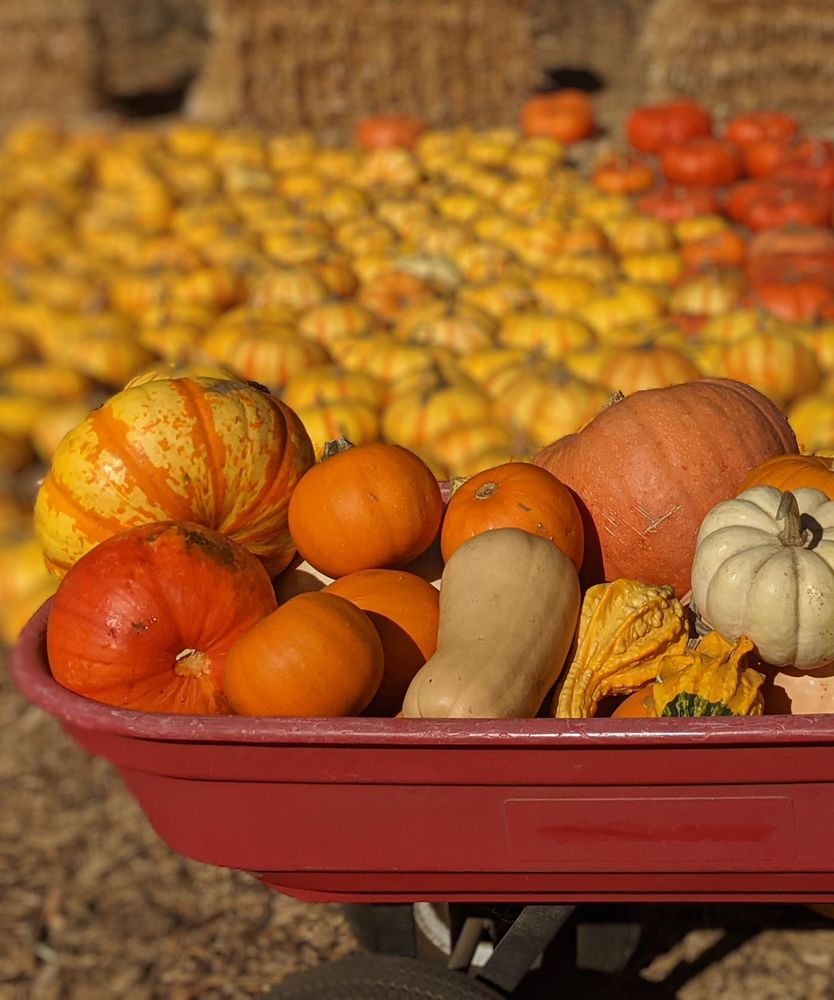 pumpkin patch pumpkins from Webb Ranch