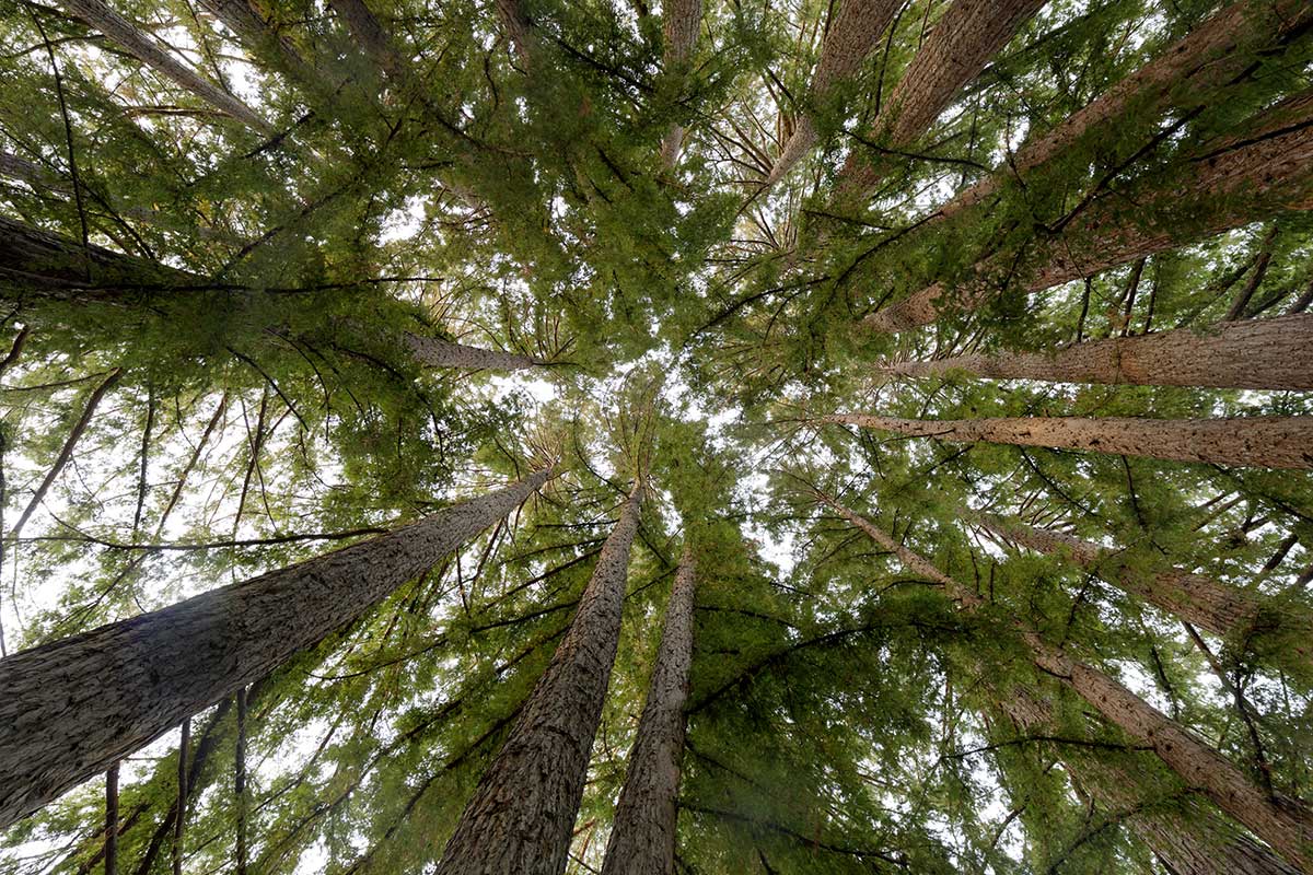 Redwoods in Portola Valley