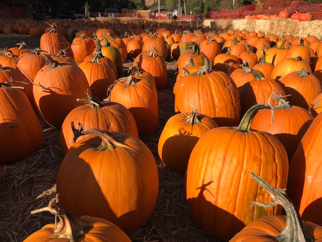 pumpkin patch pumpkins from Webb Ranch