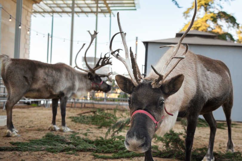A 2023 bucket list of holiday and Christmas activities in the San Francisco Bay Area from the city and down on the Peninsula. Look for Santa Claus at the musuem too.